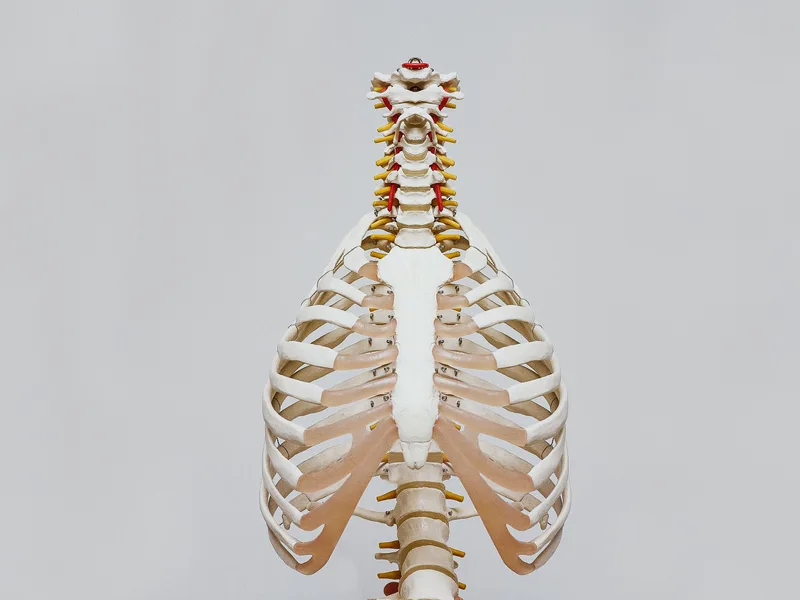 How X-Rays works at Tahoe Chiropractic Clinic